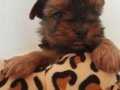 yorkshire terrier yavrumuz ev ortamında ve veteriner konrolü