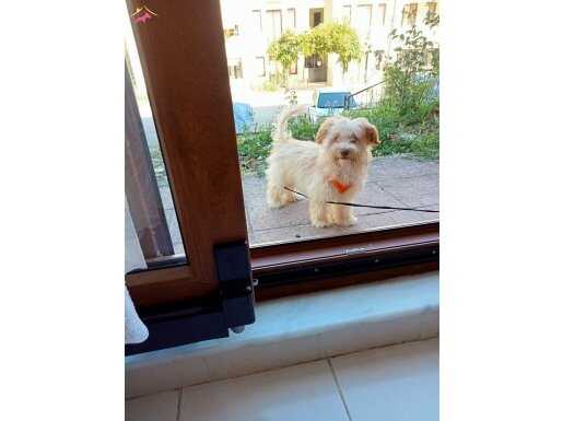 Maltese terrier Yavru 6 aylık Düzce