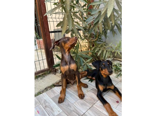 Safkan 4 dişi doberman 