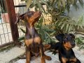 Safkan 4 dişi doberman 