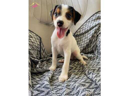 Jack Russell Terrier 2 aylık dişi mamaya geçti 