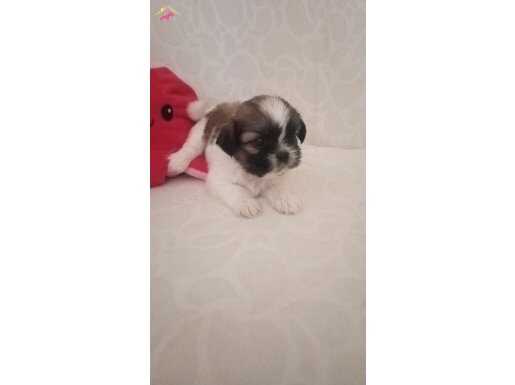 Shih Tzu bebekler