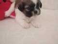 Shih Tzu bebekler