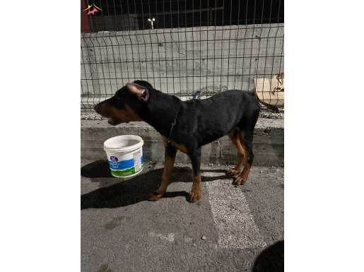 6 AYLIK ESTETİKLERİ YAPILMIŞ SAF KAN DOBERMAN