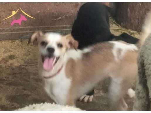 6 Aylık Jack Russell Terrier Chappie Uyguna