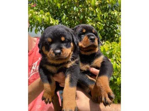 2 Aylık Dişi Rottweiler