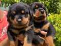 2 Aylık Dişi Rottweiler