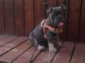 Mavi gözlü blu tan orjinal french bulldog