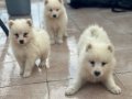 SAFKAN SAMOYED YAVRULAR