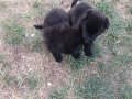 Black Tan baba ve Solid Black Anneden yavru kurt köpekleri