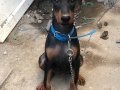 Saf kan doberman 3 aylık