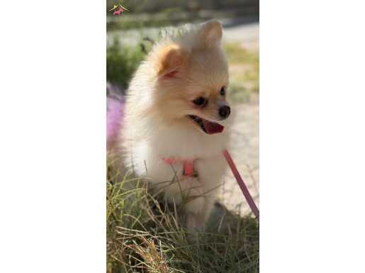 Pomeranian spitz