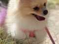 Pomeranian spitz