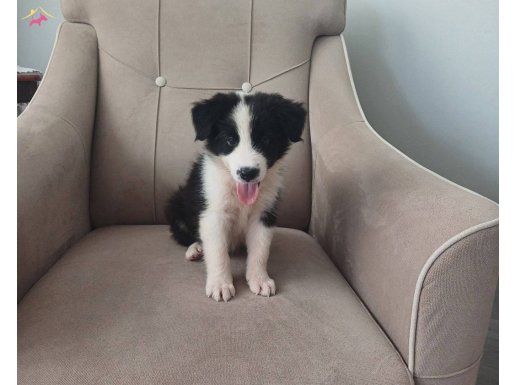 Yavru oluşumuz Border collie 