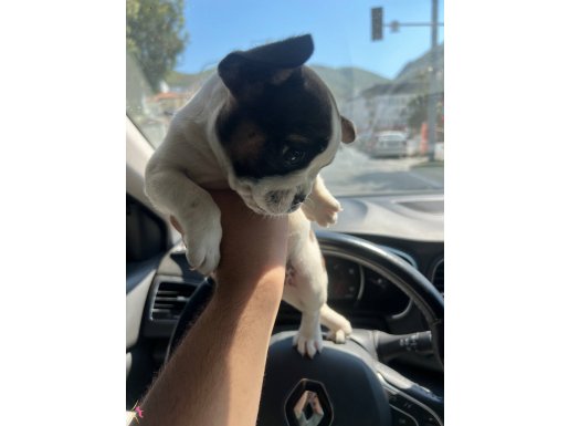 1,5 aylık french bulldog 