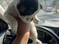 1,5 aylık french bulldog 