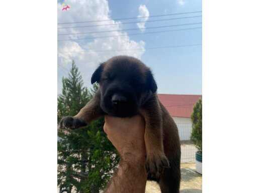 Cok saglan kan yavrularimiz yer olmadigindan uygun verilecek