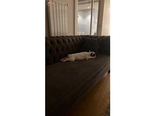 3 Aylık french bulldog oyuncu,sevecen yavrumuz 