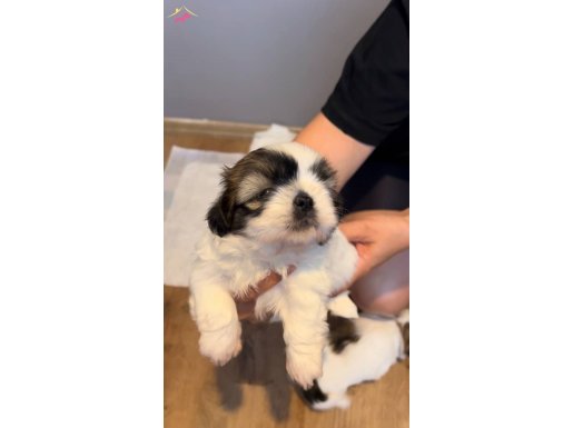 Acil Yuva Arıyor (Saf Shih Tzu)