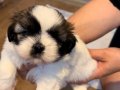 Dünya Tatlısı Gerçek Shih-Tzu