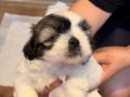 Acil Yuva Arıyor (Saf Shih Tzu)