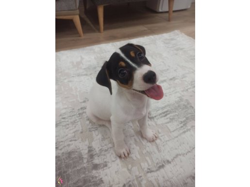 Yavru Jack russel eğitimli 