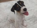 Yavru Jack russel eğitimli 