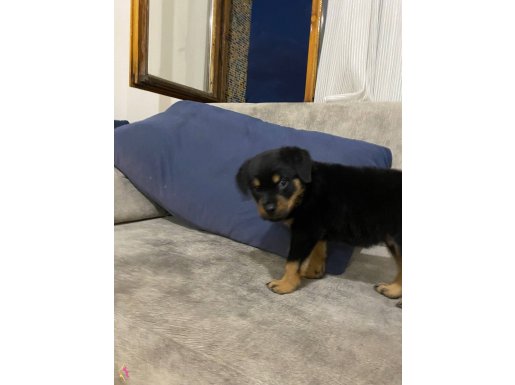 Irk garantili 50 günlük erkek yavru rottweiler