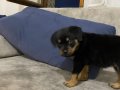 Irk garantili 50 günlük erkek yavru rottweiler