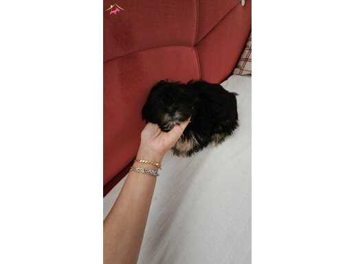 Teacup morkie 3.5 aylık 