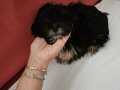 Teacup morkie 3.5 aylık 