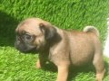 Pug mops crem ve siyah rengi yavrular