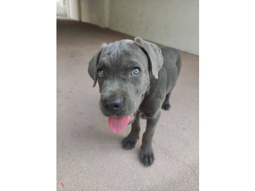 2 aylık dişi cane corso