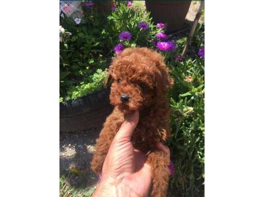 Kore kan toy poodle red brown ev bakımlı