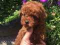 Kore kan toy poodle red brown ev bakımlı