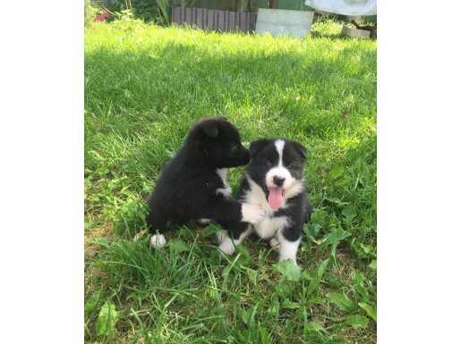 Eğitimli Border Collie Yavrularımız 