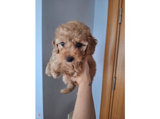 2 Aylık dişi Maltipoo ACİL Sahiplendirmek istiyorum