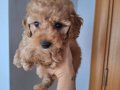 2 Aylık dişi Maltipoo ACİL Sahiplendirmek istiyorum