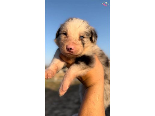 Safkan Border Collie yavrularım