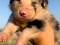 Safkan Border Collie yavrularım