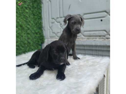 Safkan Cane Corso Yavrular 