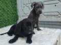 Safkan Cane Corso Yavrular 