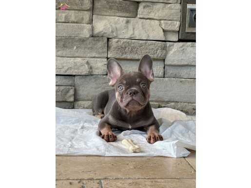 3 AYLIK YAVRU FRENCH BULLDOG