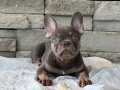 3 AYLIK YAVRU FRENCH BULLDOG