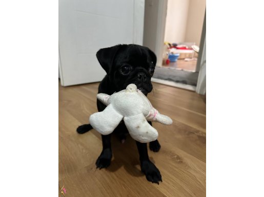 Pug acil 