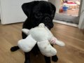 Pug acil 