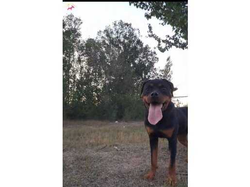 6 aylıkkoca kafa orjinal rottweiler acil satılık