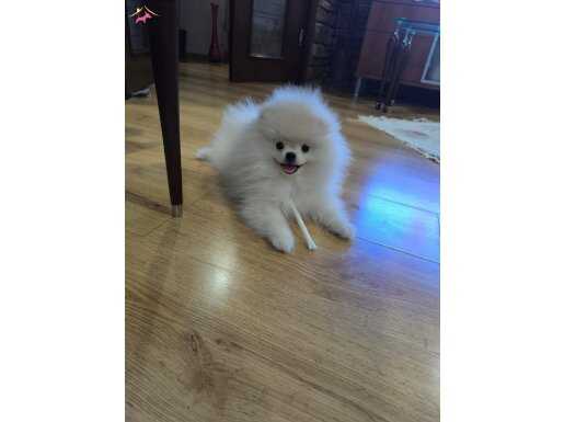 Pomeranian Boo