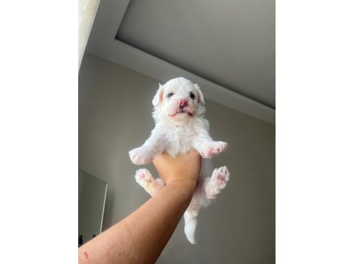 Maltese Terrier