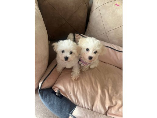 Maltese Terrier